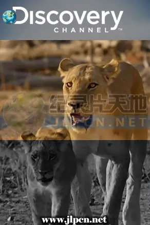 《狮群的日与夜》：残酷与温情交织的非洲生存史诗